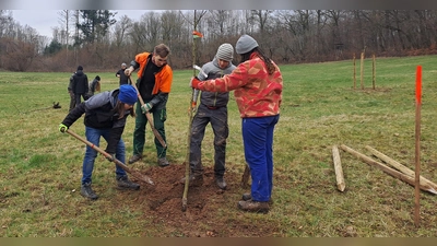 Schüler pflanzen Obstbäume auf der Streuobstwiese Rotenberg. (Foto: NLF)