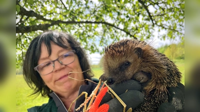 Die Igeldame „Hanni“ wurde von Kristen Strauch gepflegt und wird in der Nähe des neuen Igelpfades freigelassen. (Foto: privat)