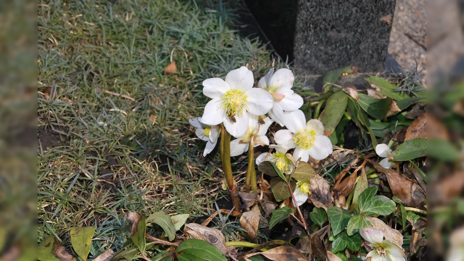 Stauden machen Gräber pflegleichter. (Foto: Barbara Siebrecht)