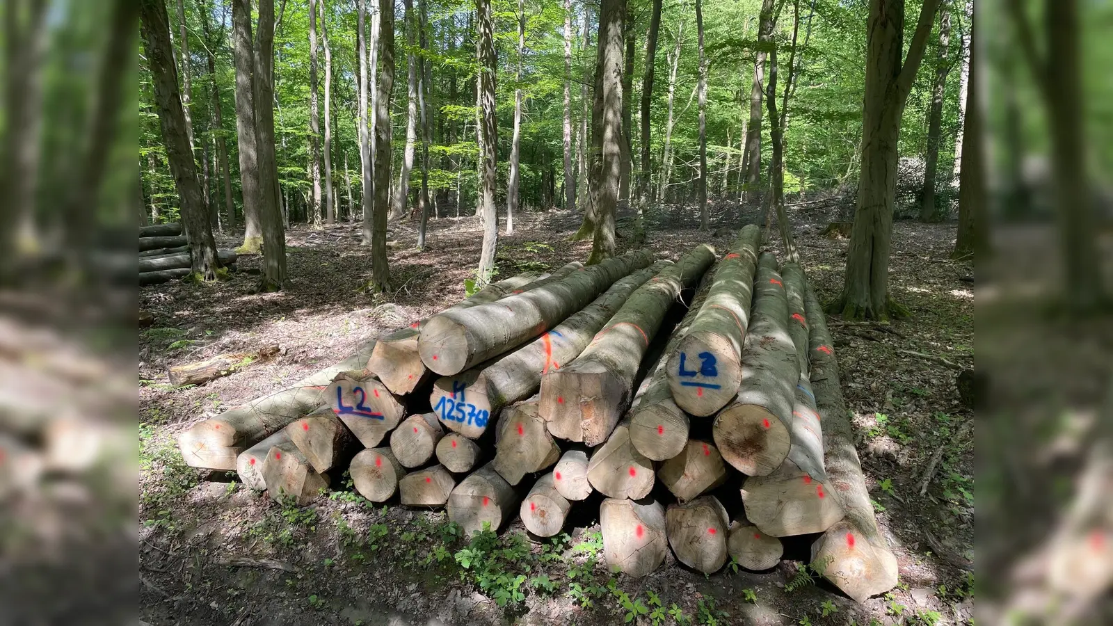 Brennholzpolter an einem Waldweg (Foto: HessenForst Forstamt Reinhardshagen )