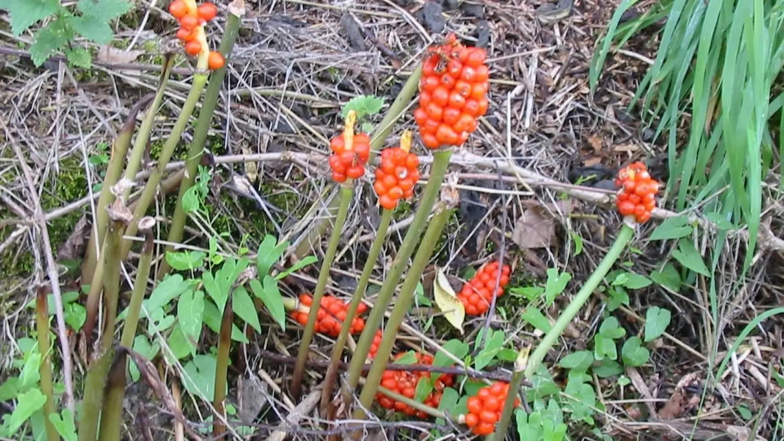 Die Früchte des Aronstabs sind im August und September im Gebüsch zu finden. Sie sehen lecker aus, sind aber giftig.  (Foto: Barbara Siebrecht)