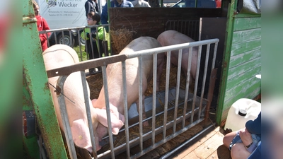 Eindrücke vom Hoffest (Foto: Barbara Siebrecht)