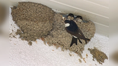 Schwalben gehören zu den besonders geschützten Arten. Auch die kugelförmigen Lehmnester stehen unter Schutz. Sie dürfen auch nach der Brutzeit nicht entfernt werden. (Foto: Frank Grawe)