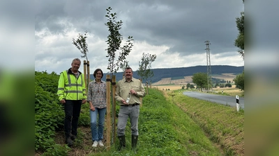 V.l.: Jürgen Twele (Bereichsleiter Kreisstraßenmeisterei), Marlies Zuidema, in der Unteren Naturschutzbehörde für die Naturschutzstiftung zuständig, und Sebastian Budde an der K23 zwischen Kirchbrak und der B 240, wo etliche der Kreiken neu gepflanzt wurden. (Foto: Landkreis Holzminden)