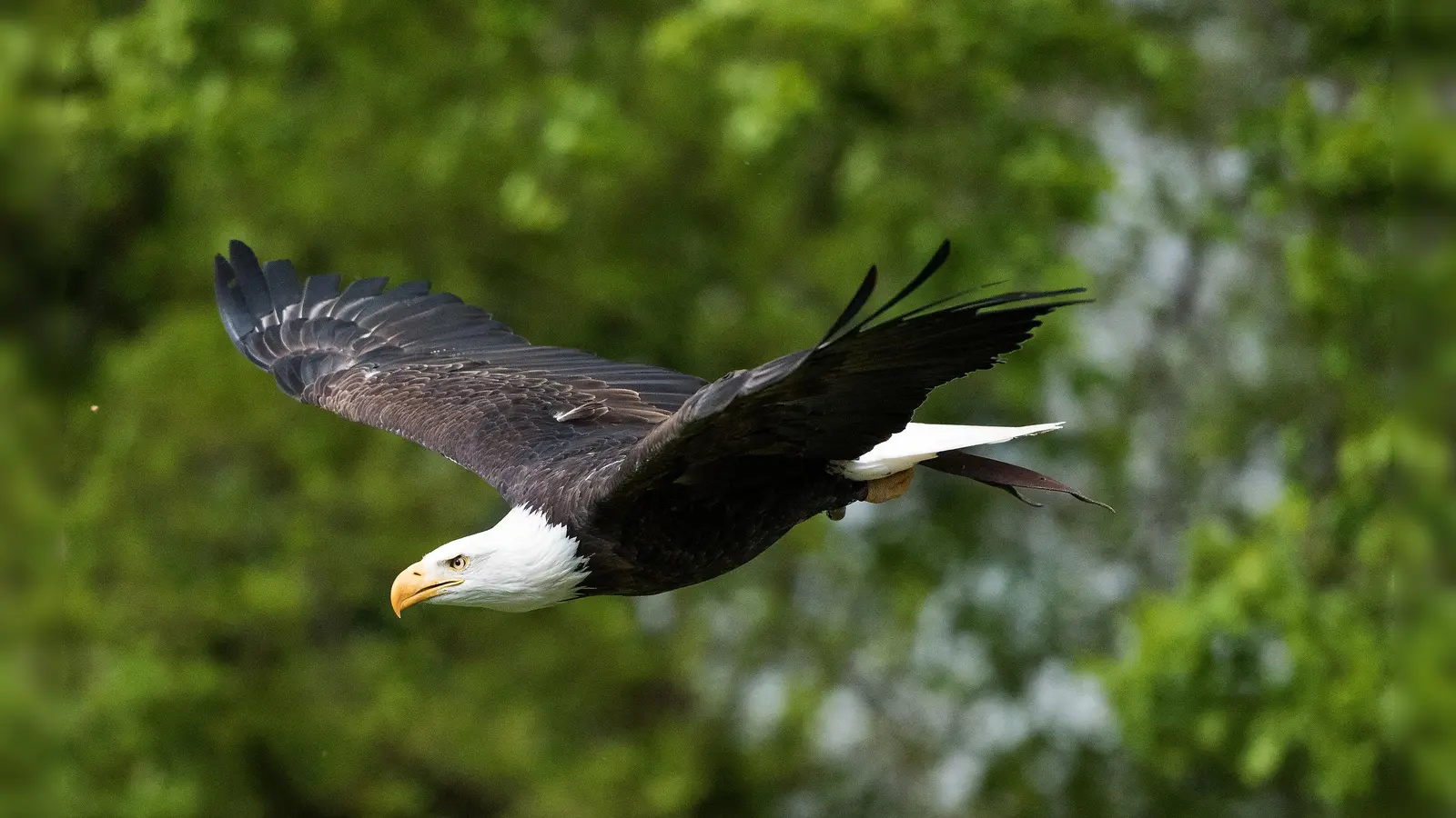 Weißkopfseeadler des Tierparks Sababurg (Foto: Foto: Heiko Trachsel)