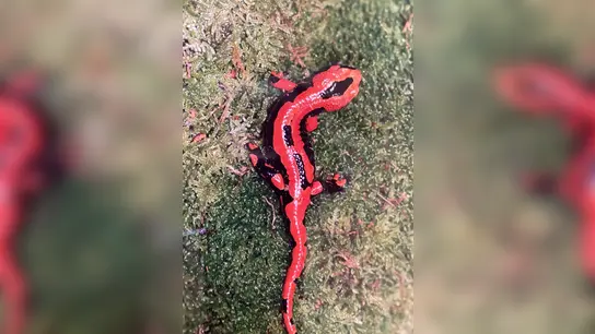 Seltene rote Farbform des Feuersalamanders. (Foto: Erhard Hartmann)