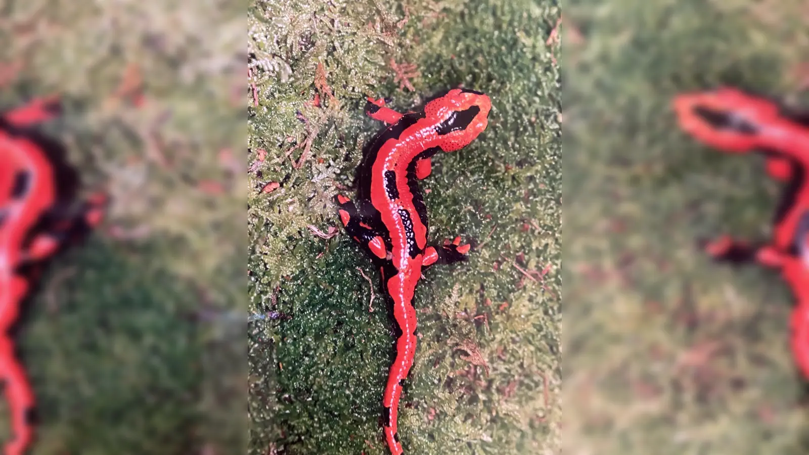 Seltene rote Farbform des Feuersalamanders. (Foto: Erhard Hartmann)