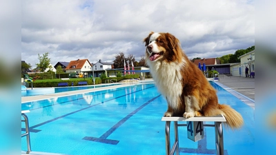 Auch Sid freut sich schon auf den Badespaß für Vierbeiner im Brakeler Sommer-Bad. (Foto: Stadt Brakel)