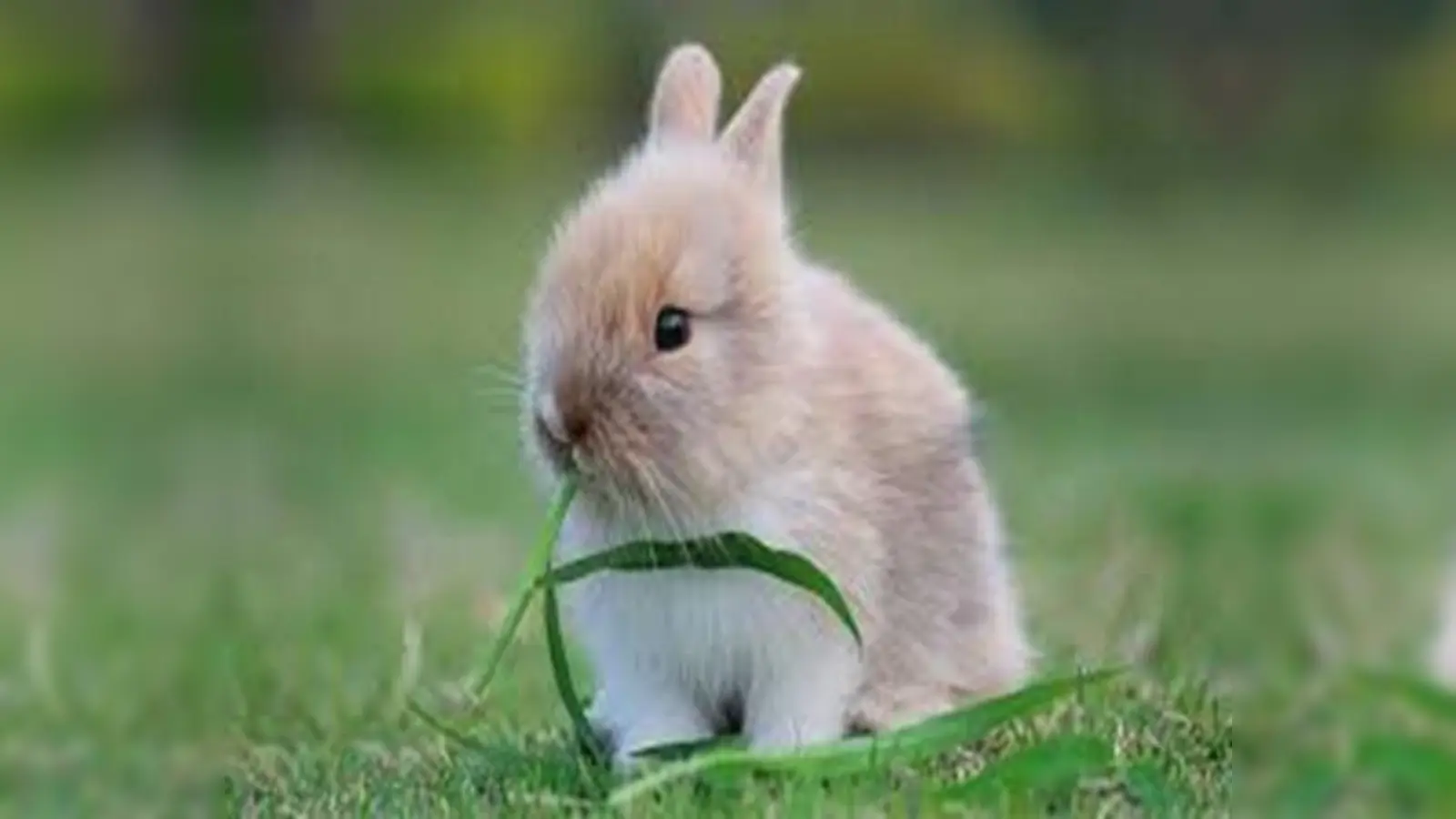 Kleintierausstellung. (Foto: privat)