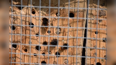 Wildbienen bilden keine Staaten. (Foto: Barbara Siebrecht)