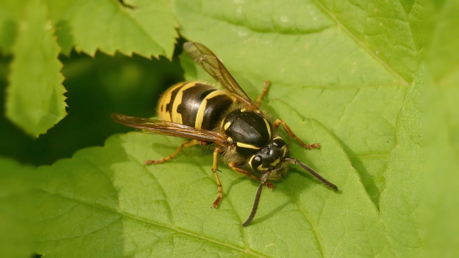 Nützliches Insekt mit schlechtem Ruf: Die Wespe. (Foto: Stefanie Beyer/Landkreis Holzminden)