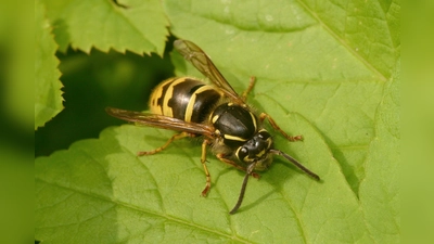 Nützliches Insekt mit schlechtem Ruf: Die Wespe. (Foto: Stefanie Beyer/Landkreis Holzminden)