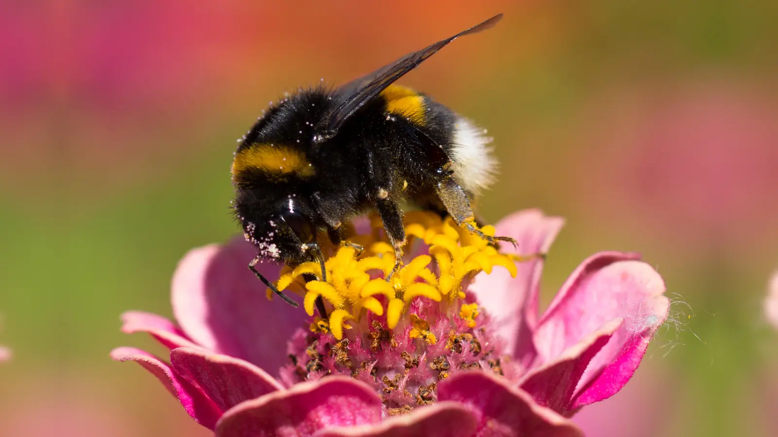 Ökotipp: So werden Garten oder Balkon zum Bienen-Paradies. (Foto: S. Mösch/naturimdetail.de)