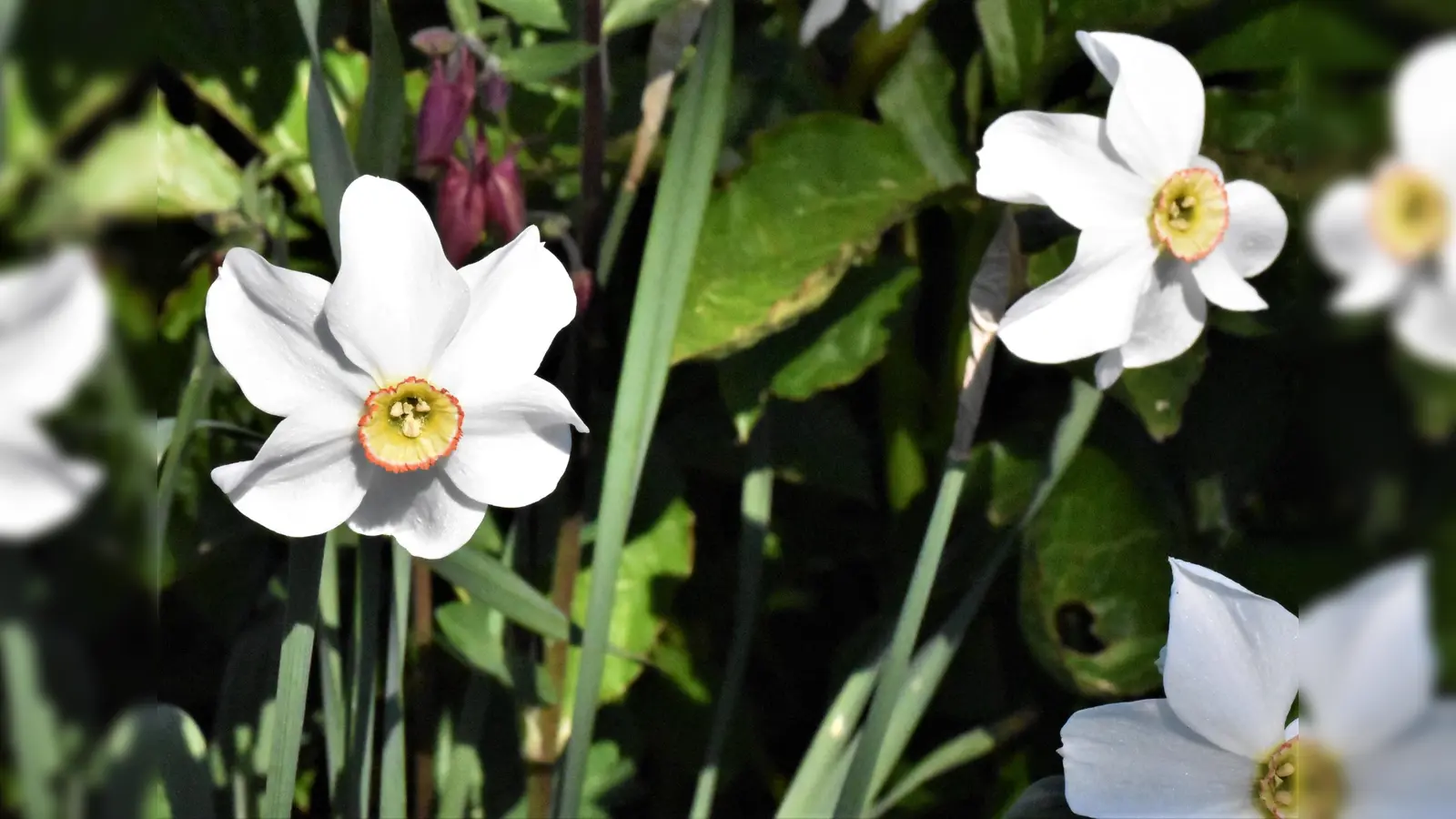 Narzissen bereichern jeden Garten.  (Foto: Barbara Siebrecht)