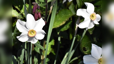 Narzissen bereichern jeden Garten.  (Foto: Barbara Siebrecht)