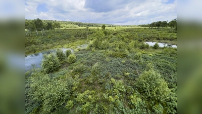 Das Hochmoor Mecklenbruch. (Foto: privat)