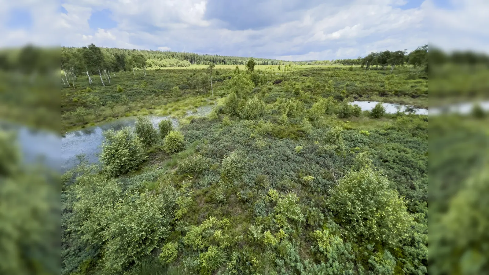 Das Hochmoor Mecklenbruch. (Foto: privat)