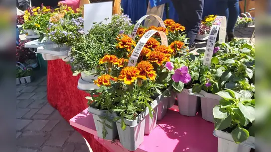 An den Blumen- und Pflanzenständen lässt sich noch das eine oder andere für den Sommergarten erwerben. (Foto: privat)