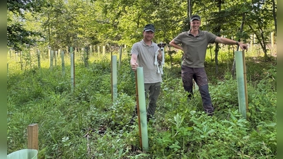 Die beiden Förster Simon Warning und Moritz Wiese zwischen speziellen Baumschutzhüllen, die das Wachstum der jungen Pflanzen verbessern sollen und gleichzeitig vor Rehwild schützen. (Foto: Stadt Nieheim/M. Schäfer)
