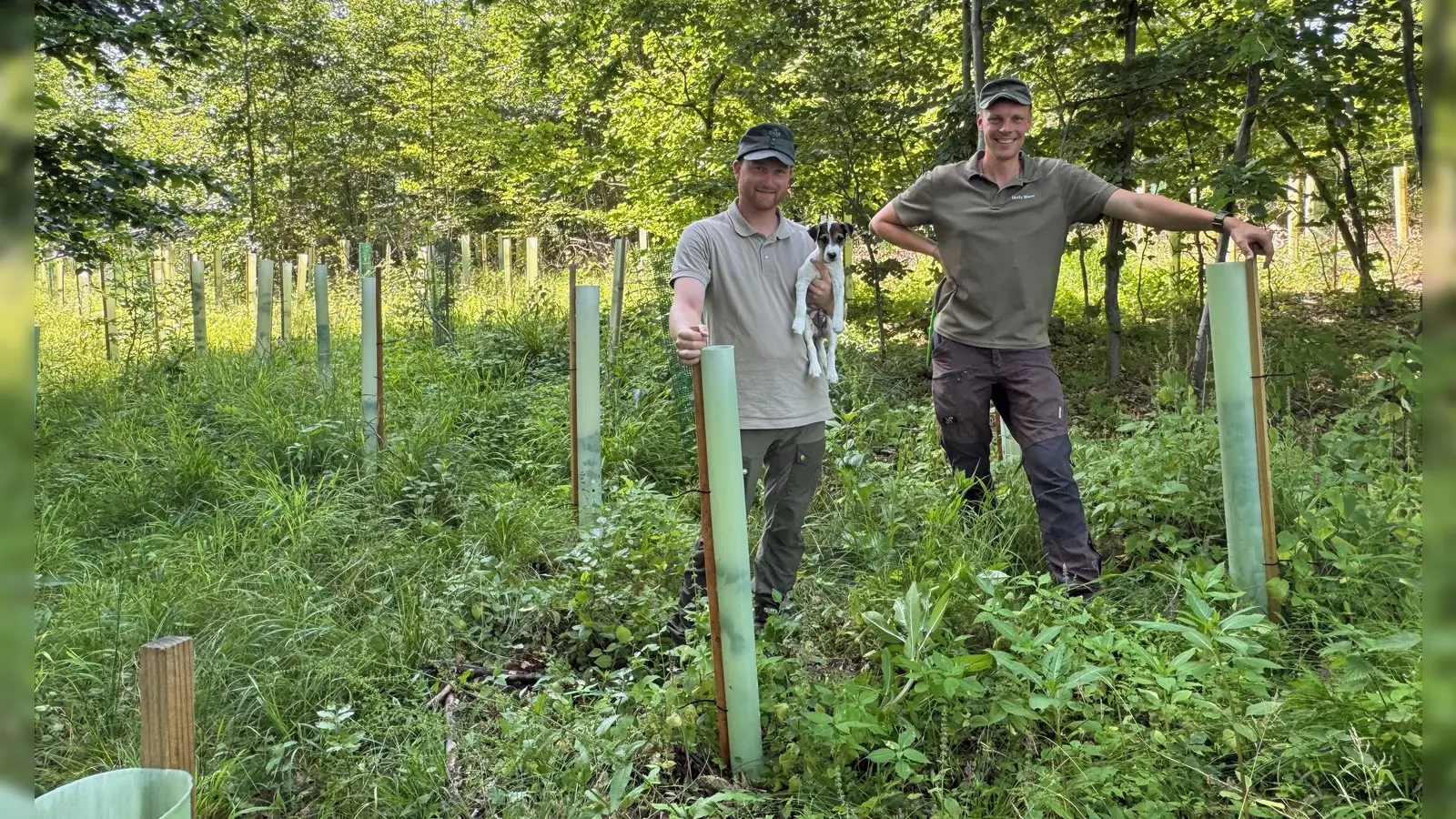 Die beiden Förster Simon Warning und Moritz Wiese zwischen speziellen Baumschutzhüllen, die das Wachstum der jungen Pflanzen verbessern sollen und gleichzeitig vor Rehwild schützen. (Foto: Stadt Nieheim/M. Schäfer)