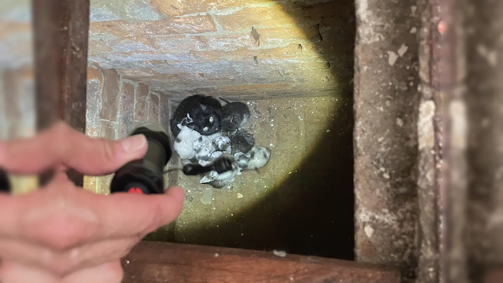 Einige Katzen wurden im Kriechkeller versteckt. (Foto: Landkreis Holzminden)