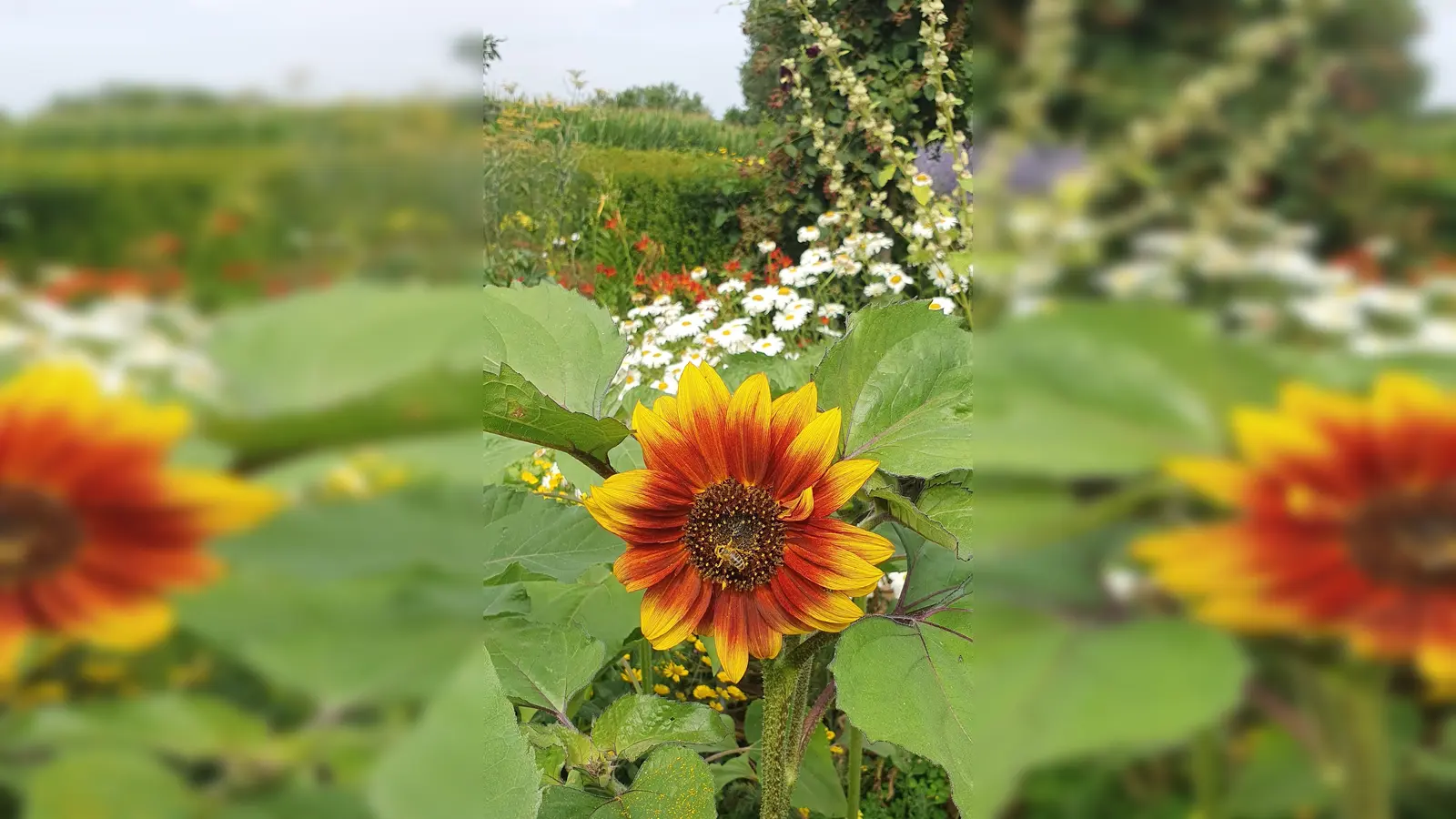 Sonnenblumen werden von Menschen und Bienen geliebt.  (Foto: Barbara Siebrecht)