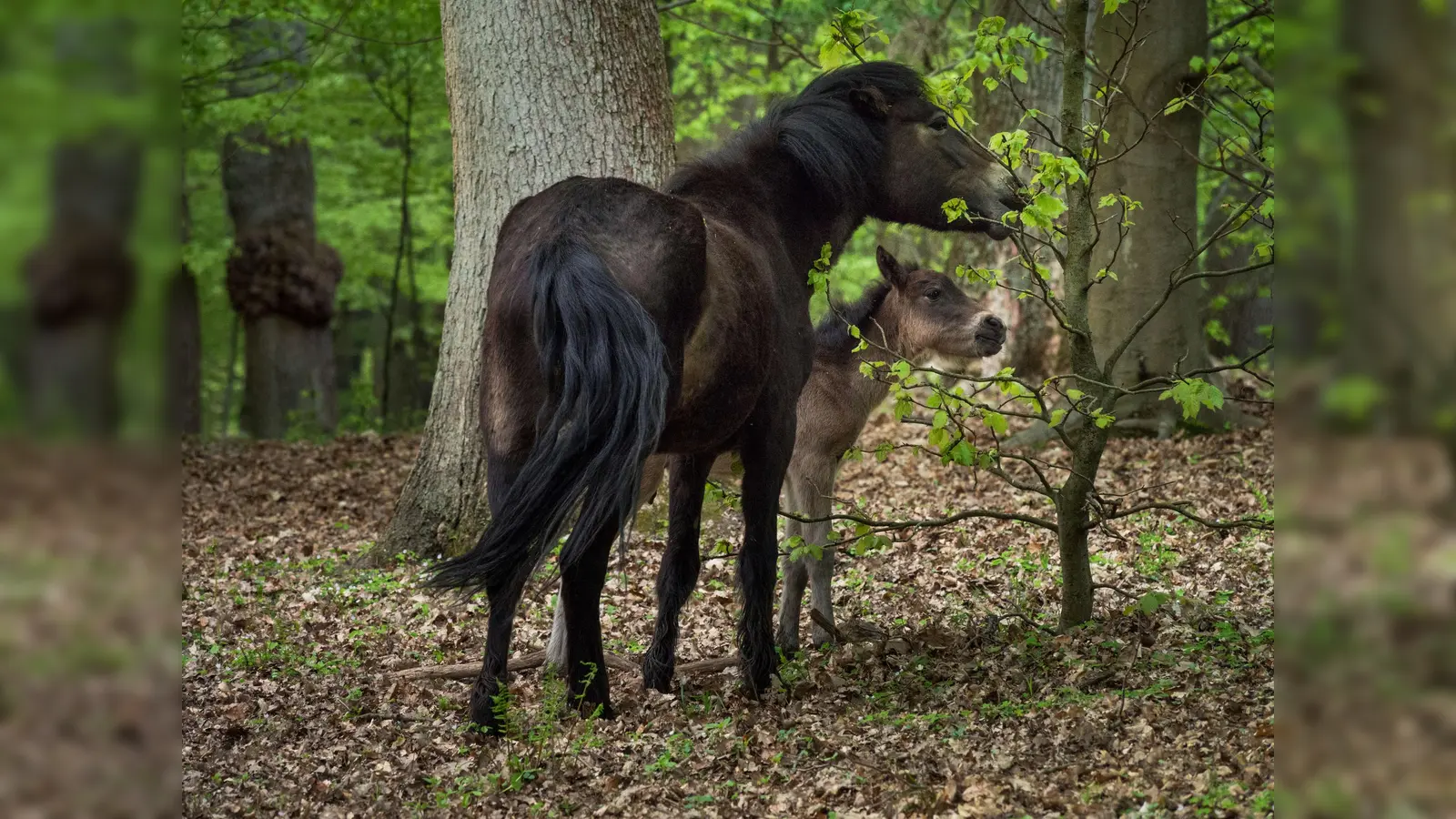 Mit ein bisschen Glück entdecken Sie die robusten Exmoorponys oder Heckrinder, die im Hutewald Solling der Nds. Landesforsten vom Naturpark Solling-Vogler betreut werden. (Foto: Naturpark)