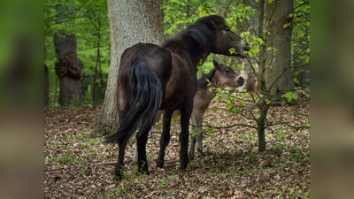 Mit ein bisschen Glück entdecken Sie die robusten Exmoorponys oder Heckrinder, die im Hutewald Solling der Nds. Landesforsten vom Naturpark Solling-Vogler betreut werden. (Foto: Naturpark)