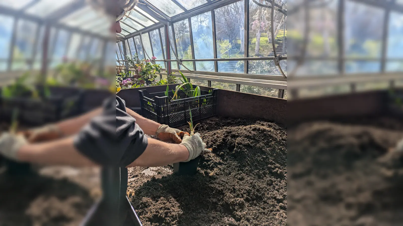 Die Gärtnerin des Botanischen Gartens bereitet alles für den Pflanzenflohmarkt vor. (Foto: Ute Aland)