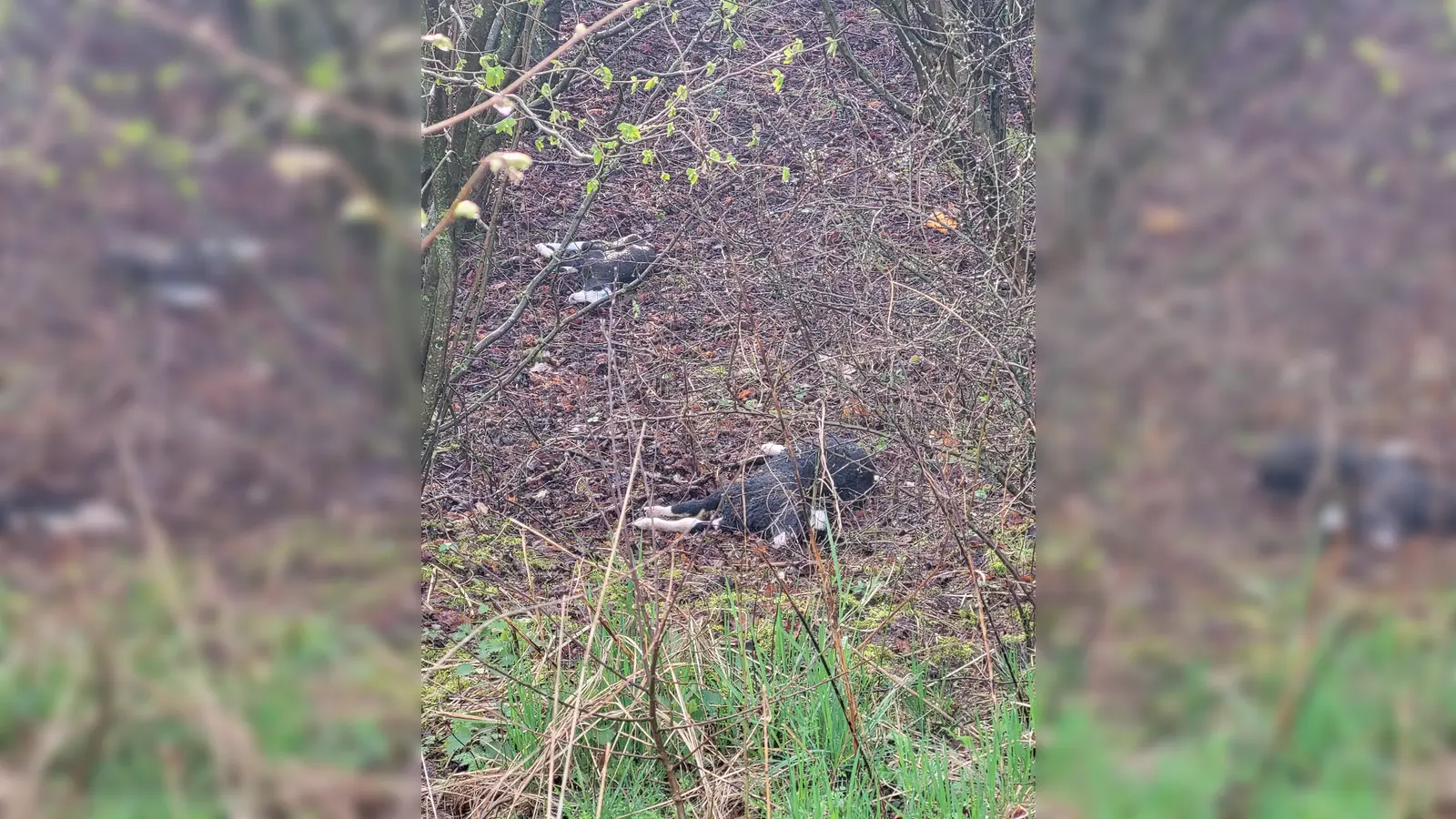 Tote Schafe wurden bei Arholzen entdeckt. (Foto: Landkreis Holzminden)