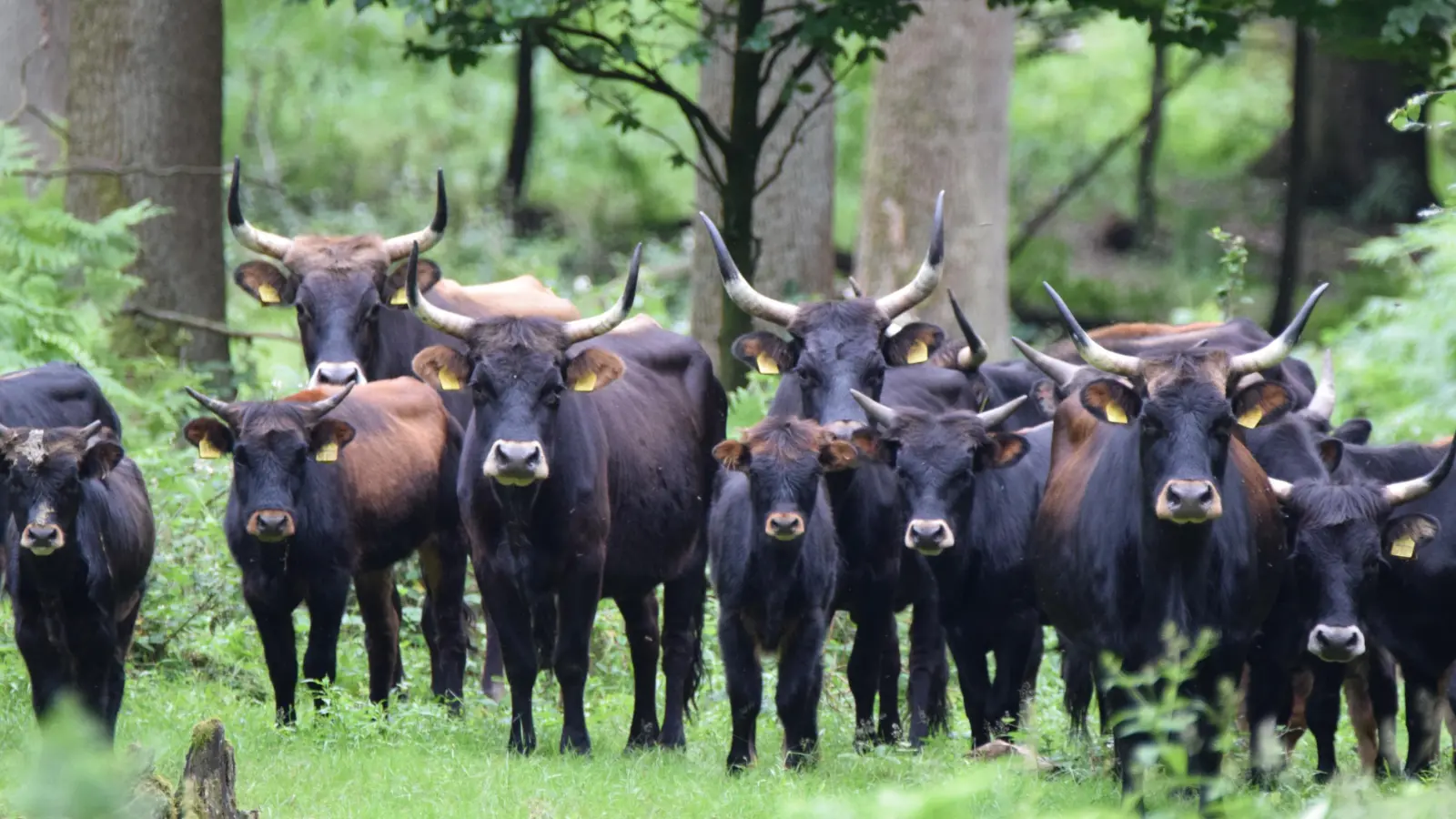 Heckrinder im Hutewald bei Nienhover<br><br> (Foto: Naturpark Solling-Vogler)