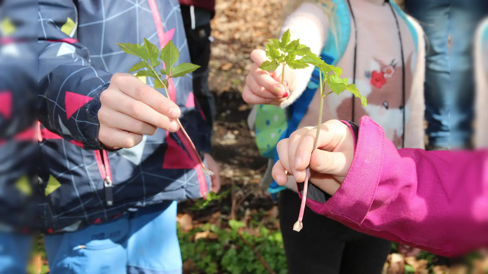 Wilde-Kräuter-Tour für Kinder am 17. Mai. (Foto: WIZ Hammerhof)