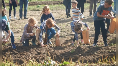 Großer Andrang bei der Kartoffelernte: Die Kinder hatten die Kartoffeln im Mai ausgelegt, beim Herbstmarkt stand nun die Ernte der Knollen an. (Foto: Stefan Bönning)