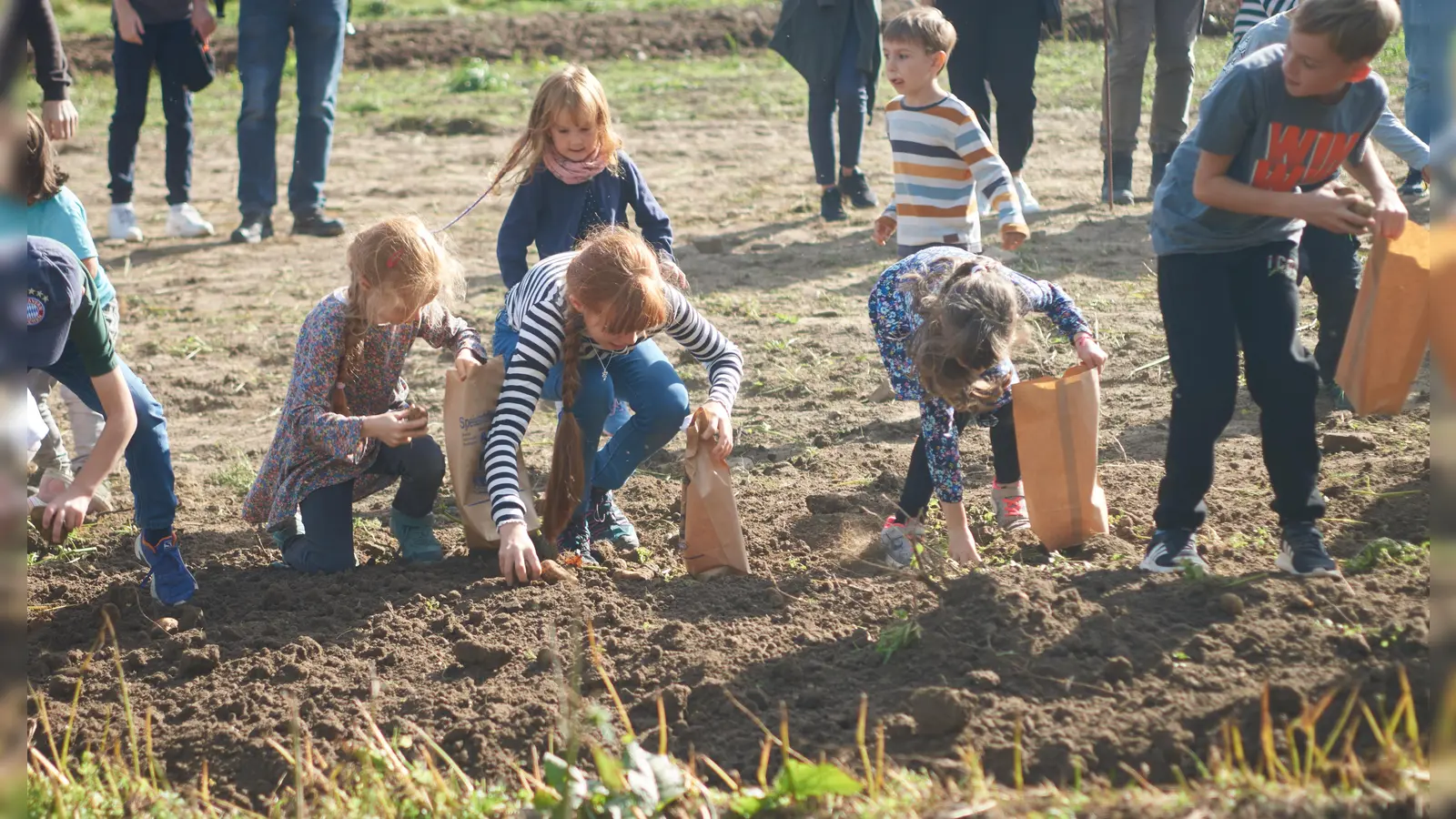 Großer Andrang bei der Kartoffelernte: Die Kinder hatten die Kartoffeln im Mai ausgelegt, beim Herbstmarkt stand nun die Ernte der Knollen an. (Foto: Stefan Bönning)
