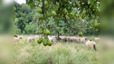 Welche Birne ist das? Gängigste regionale Birnensorten kennenlernen innerhalb eines Wochenendkurses im Bildungshaus Modexen. (Foto: Anja Multhaup)