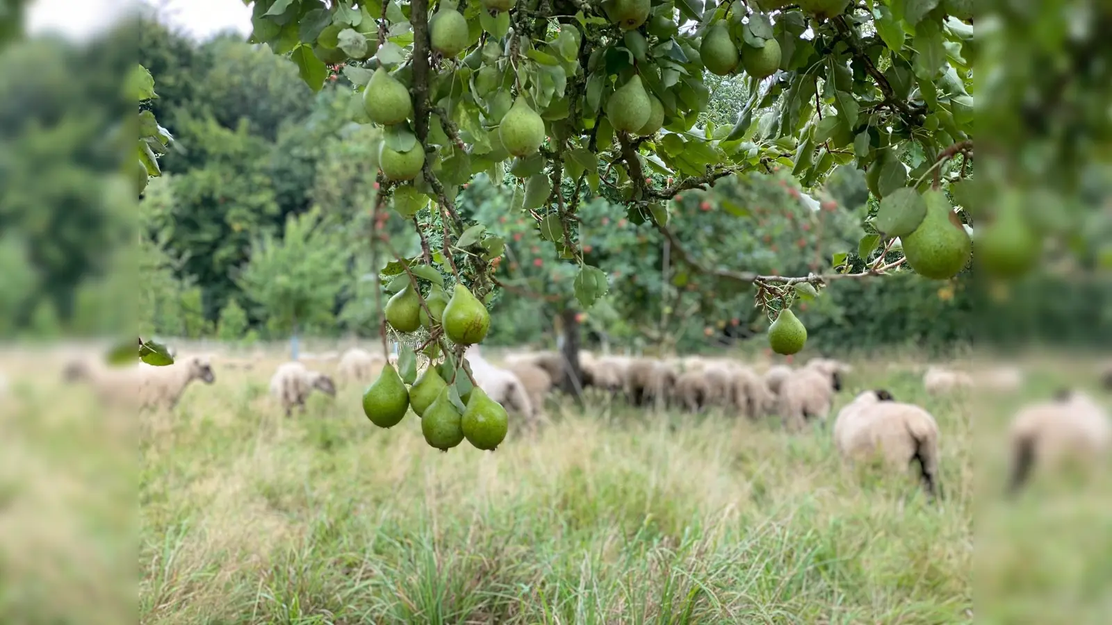 Welche Birne ist das? Gängigste regionale Birnensorten kennenlernen innerhalb eines Wochenendkurses im Bildungshaus Modexen. (Foto: Anja Multhaup)