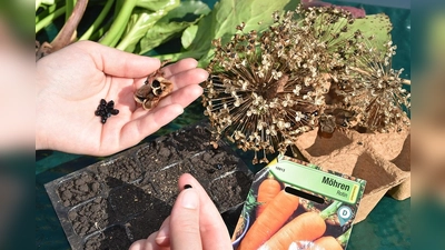 Aussaat oder Steckling, welche vor und Nachteile gibt es? (Foto: Huxarium Gartenpark)