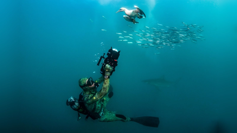 Einrücke aus der Tiefe von Unterwasserfilmer Peter Löseke.  (Foto: Greg Lecoeur)