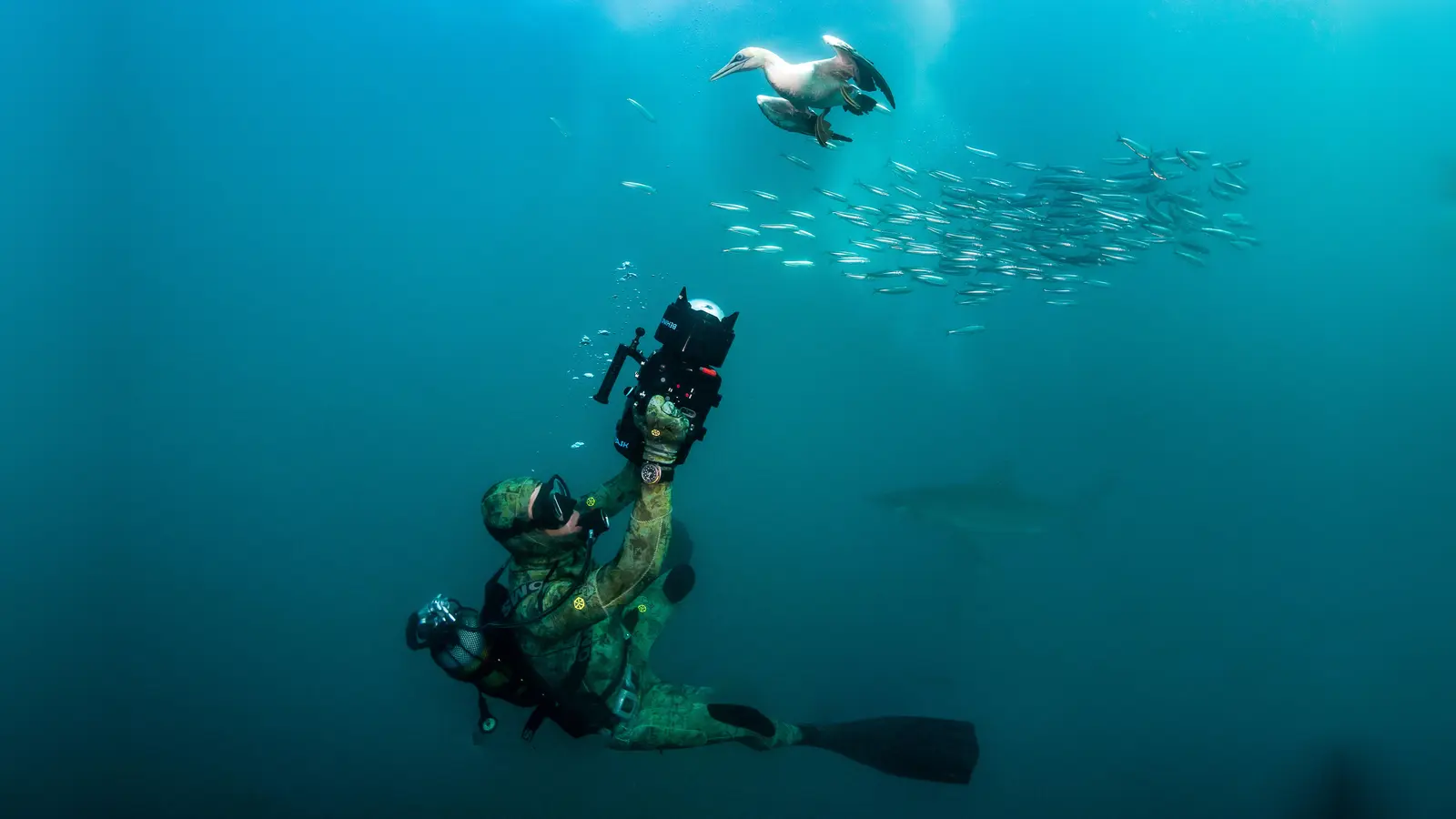 Einrücke aus der Tiefe von Unterwasserfilmer Peter Löseke.  (Foto: Greg Lecoeur)