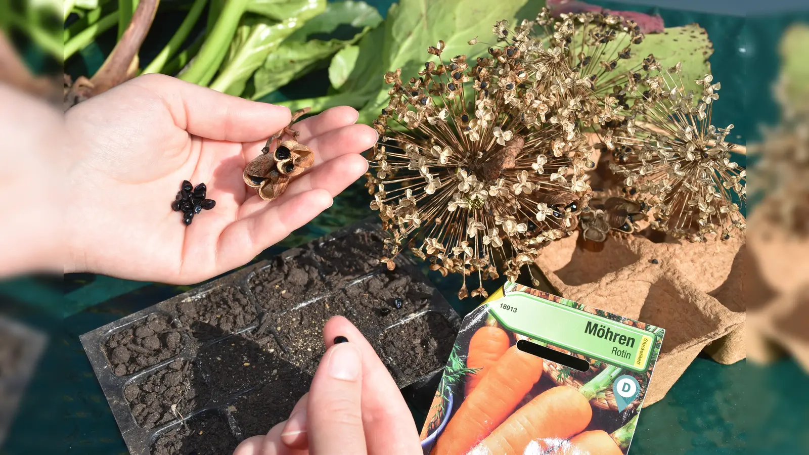 Bei der Aussaat unterscheidet man zwischen Kalt- und Lichtkeimern. (Foto:  Barbara Siebrecht)