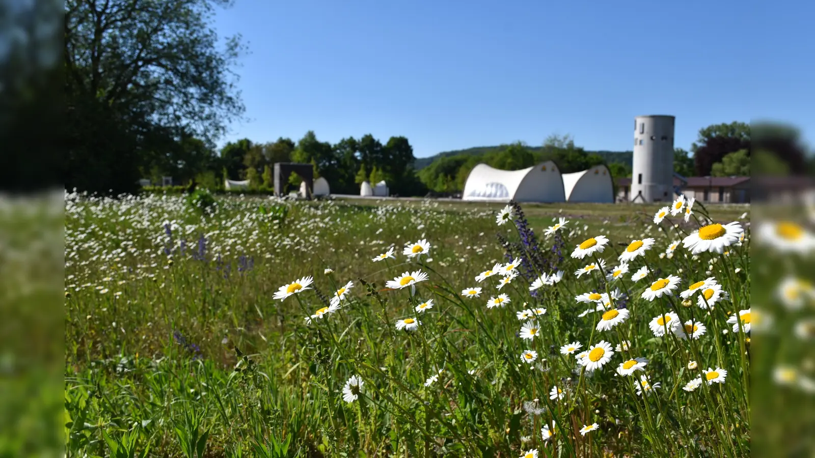 Der Archäologiepark Höxter blüht am Wochenende auf: Bei den Pflanzentagen gibt es dort Wildstauden und Gemüsepflanzen zu kaufen. Auch die Akteure des Parks präsentieren sich am Holzsteg rund um die naturnahe Wiese, auf der aktuell zahllose Margeriten stehen. (Foto: Huxarium Gartenpark Höxter)