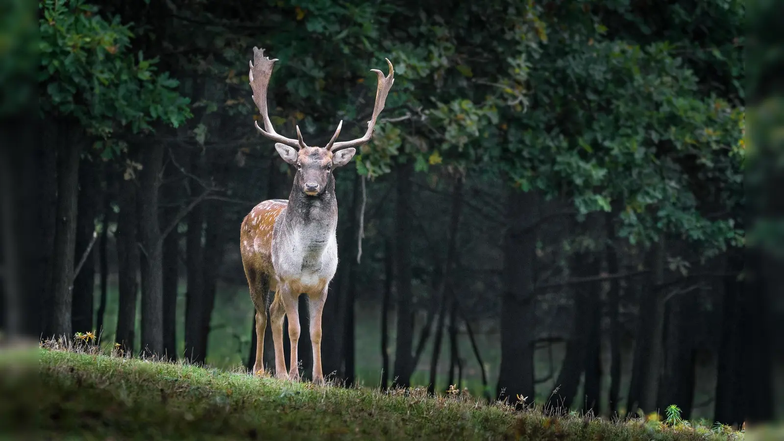 Symbolbild (Foto: pixabay)