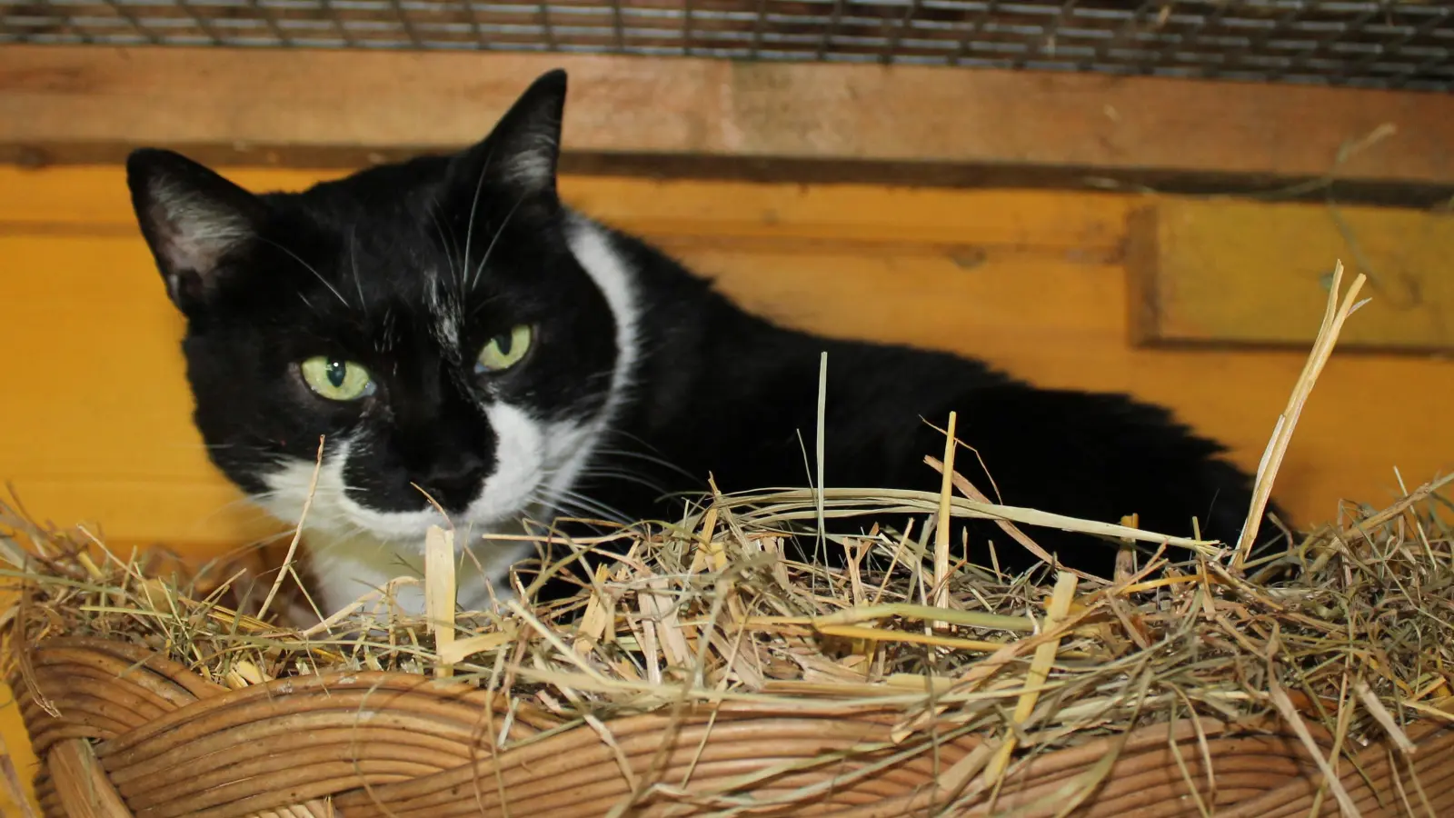Luna wünscht sich ein neues Zuhause. (Foto: Kerstin Aderholz)