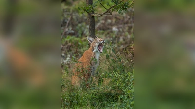 Luchs im Wildpark Neuhaus. (Foto: Niedersächsische Landesforsten)