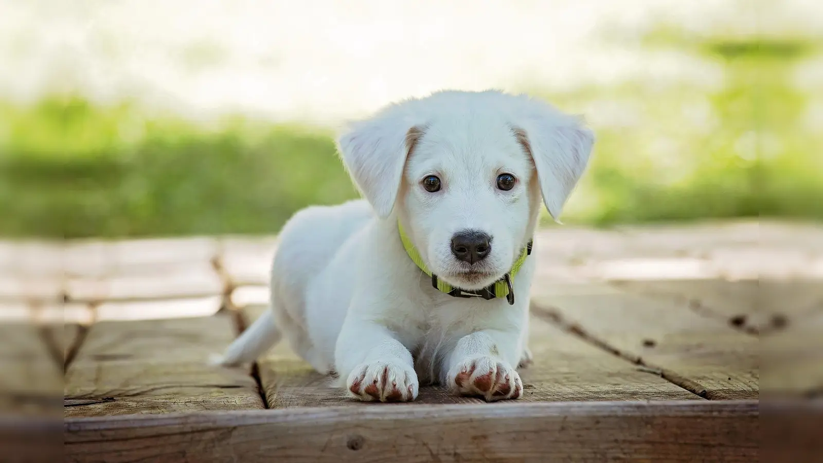Vortrag „Leben mit Hund” bei VHS Beverungen (Foto: pixabay)