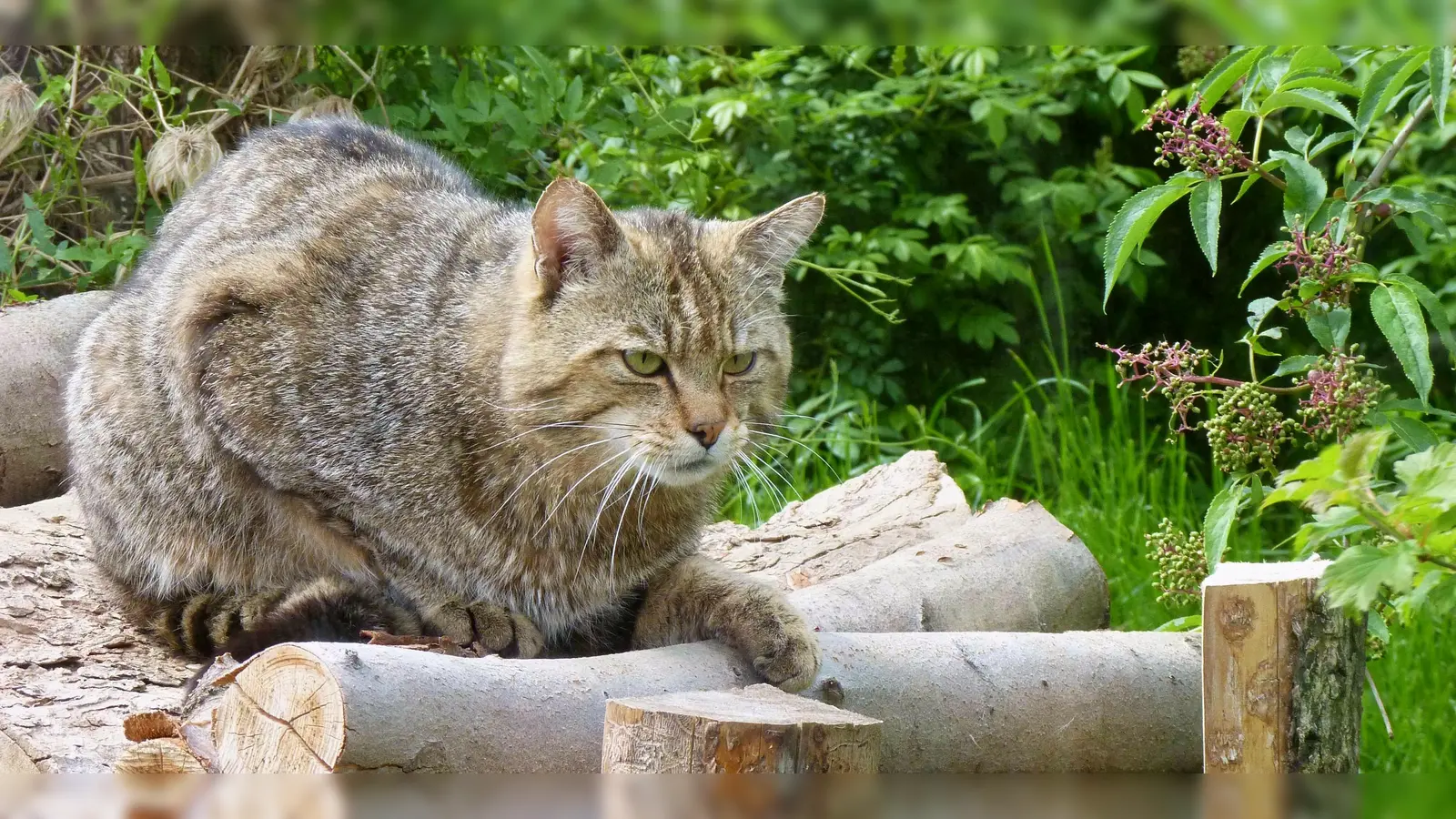 Themenabend, Wanderung und Schulprojekt zur Wildkatze. (Foto: Preller)