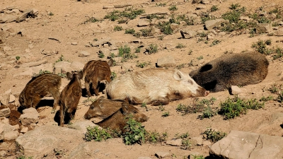 Im Wildpark Neuhaus erleben Besucher das heimische Wild. (Foto: Christine Helms)