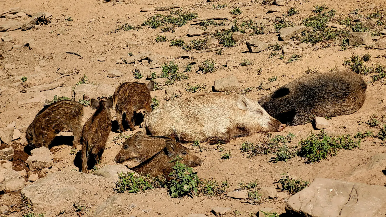 Im Wildpark Neuhaus erleben Besucher das heimische Wild. (Foto: Christine Helms)