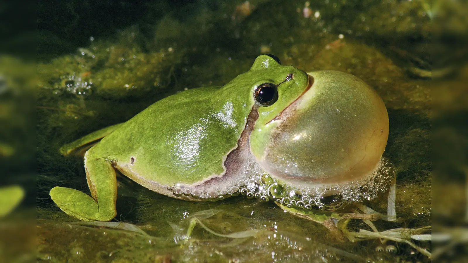 Laubfrosch balzend (Foto: Frank Grawe)