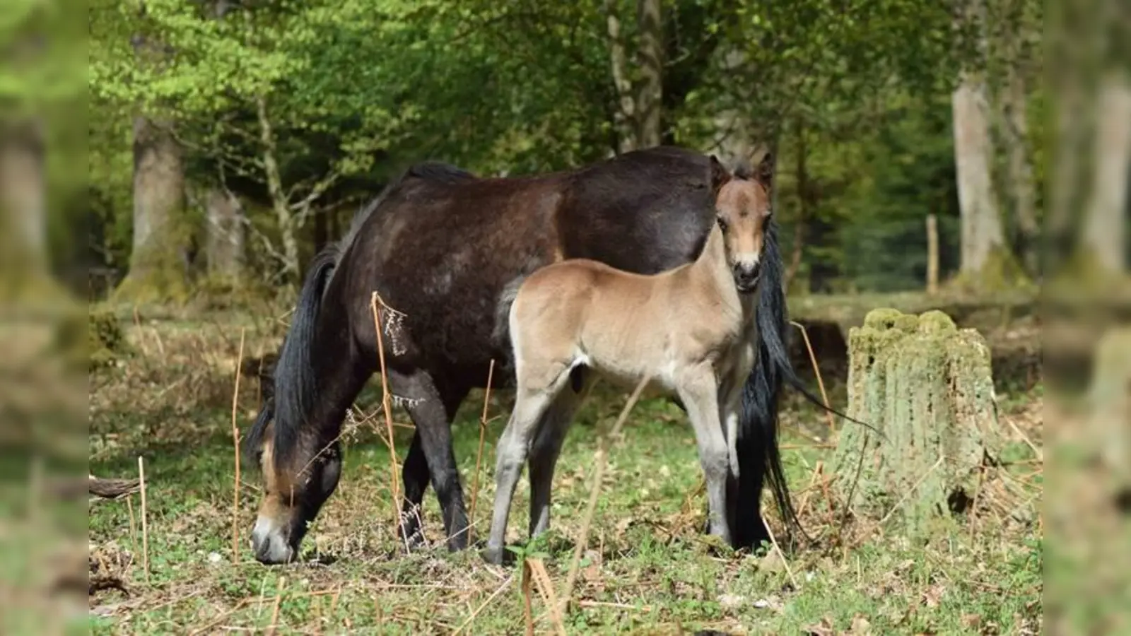 Exmoorponys beweiden die einzigartige Waldlandschaft im Reiherbachtal. (Foto: Naturpark Solling-Vogler)